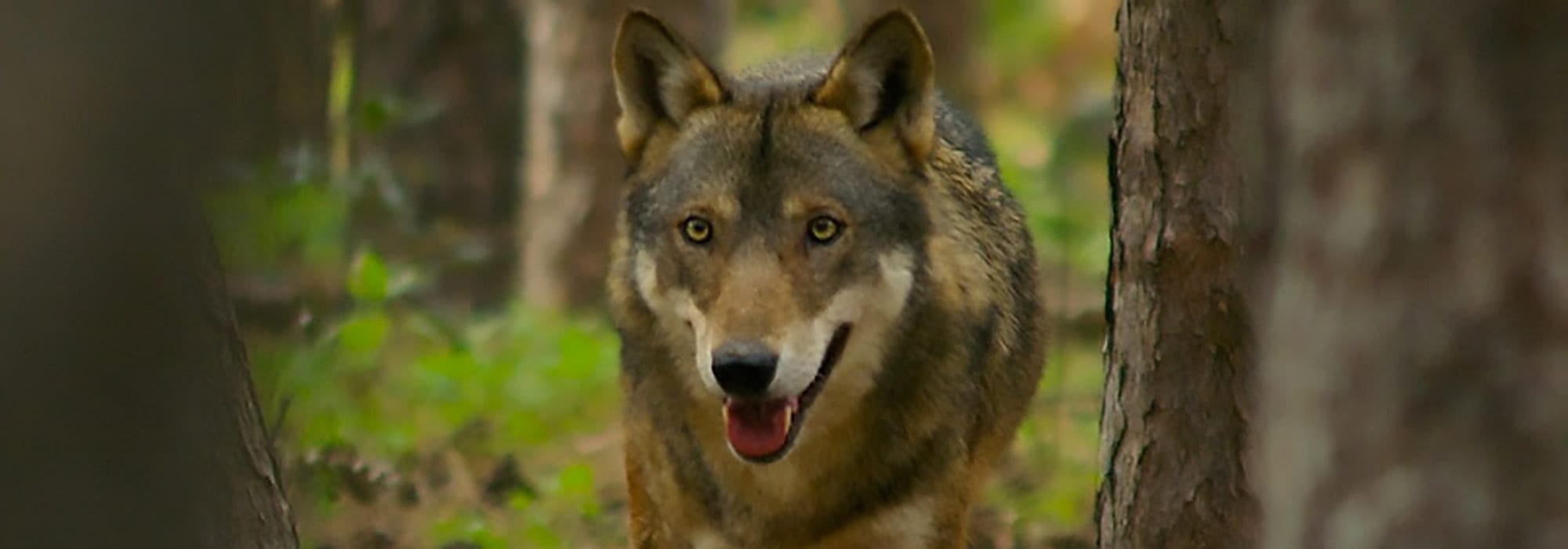 fauna abruzzese