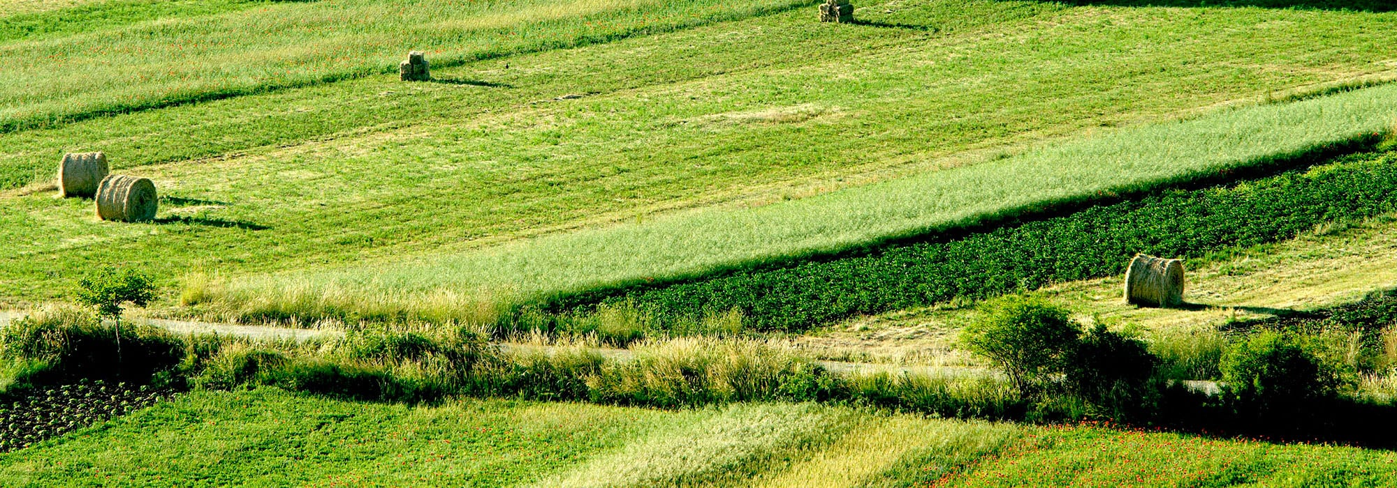 escursioni-maggio-gran-sasso